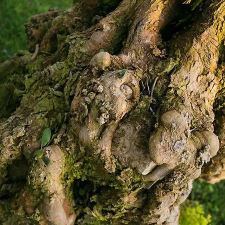 Tenuta Arangio Agriturismo Vendicari Каза-Маккари